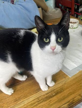 Dakota, soziale, hundeverträgliche 1-jährige Katze sucht liebevolles Zuhause