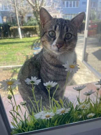 Paulchen, ein menschenbezogener junger Kater sucht Menschen mit viel Zeit