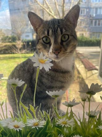 Paulchen, ein menschenbezogener junger Kater sucht Menschen mit viel Zeit
