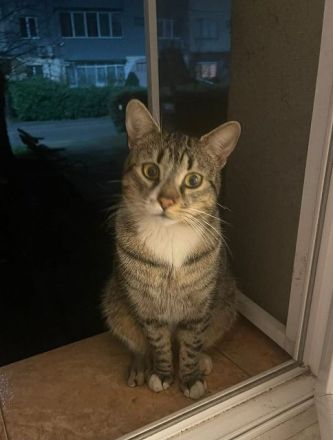 Paulchen, ein menschenbezogener junger Kater sucht Menschen mit viel Zeit