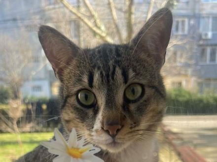 Paulchen, ein menschenbezogener junger Kater sucht Menschen mit viel Zeit