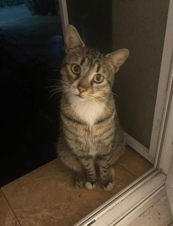 Paulchen, ein menschenbezogener junger Kater sucht Menschen mit viel Zeit