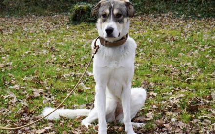 Lidy sucht ein ruhiges Zuhause