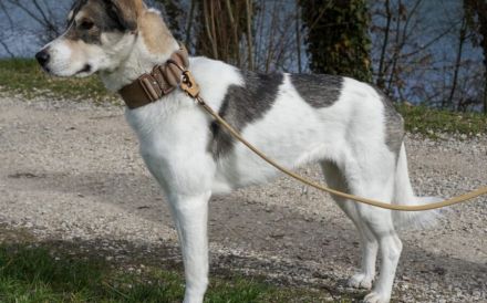 Lidy sucht ein ruhiges Zuhause