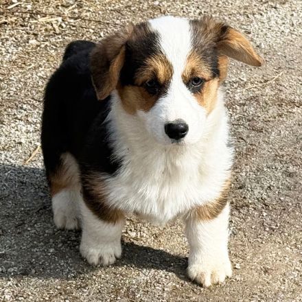 Weiblicher Pembroke Welsh Corgi