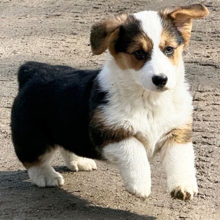 Weiblicher Pembroke Welsh Corgi