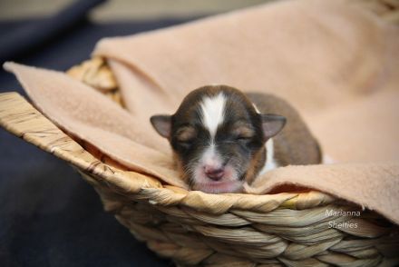 Sheltiewelpen mit VDH-Papieren