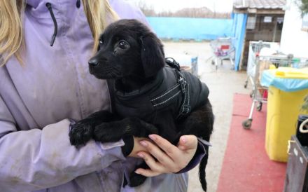 Zuhause gesucht für Thori