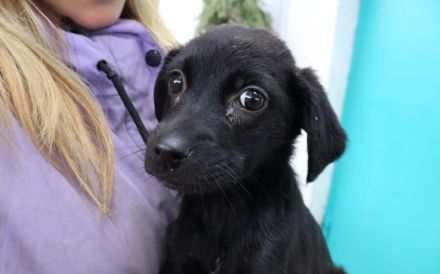 Zuhause gesucht für Thori