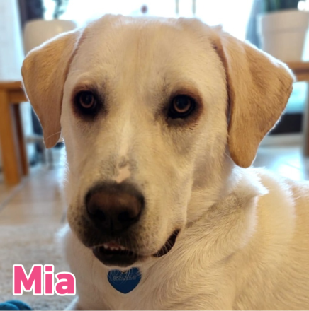 Mia, 02/25 - Traum-Junghündin sucht Familie!