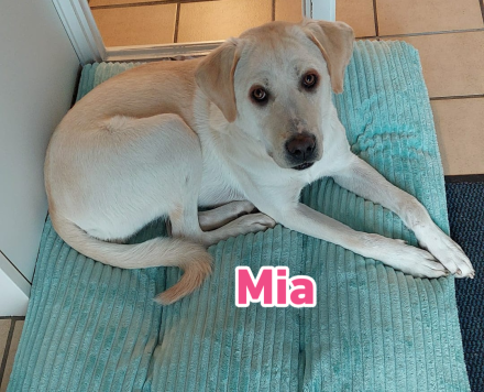 Mia, 02/25 - Traum-Junghündin sucht Familie!