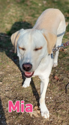 Mia, 02/25 - Traum-Junghündin sucht Familie!