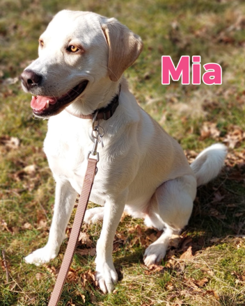 Mia, 02/25 - Traum-Junghündin sucht Familie!