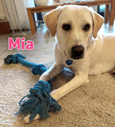 Mia, 02/25 - Traum-Junghündin sucht Familie!