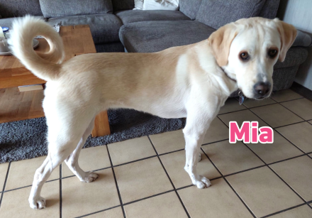 Mia, 02/25 - Traum-Junghündin sucht Familie!