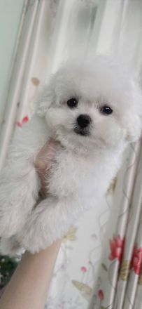 Bichon Frisé in Ihrer Nähe zu verkaufen