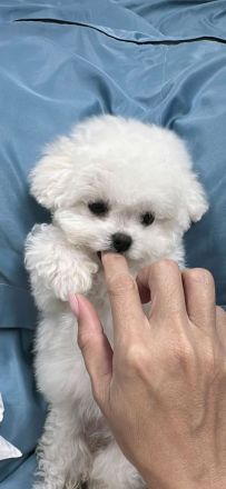 Bichon Frisé in Ihrer Nähe zu verkaufen