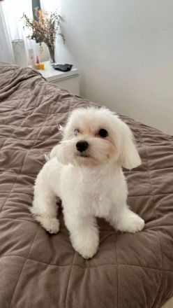 Bichon Frisé in Ihrer Nähe zu verkaufen