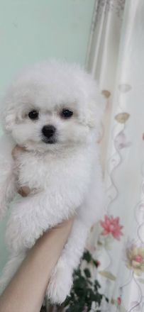 Bichon Frisé in Ihrer Nähe zu verkaufen