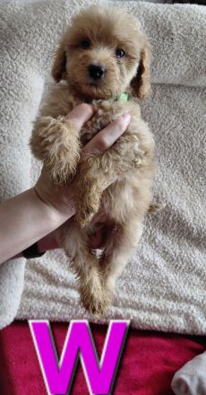 Unsere kleinen königspudel Welpen suchen ein neues liebevolles zu Hause