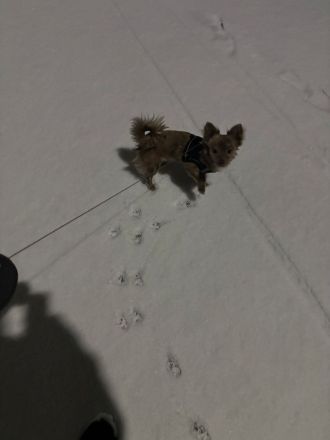 Reinrassiger Langhaar Chihuahua