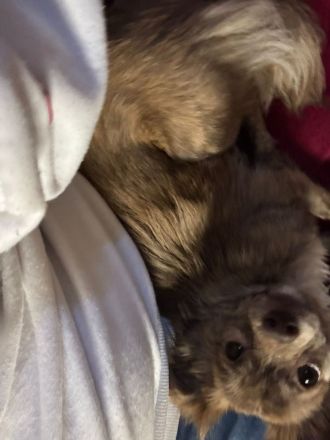 Reinrassiger Langhaar Chihuahua