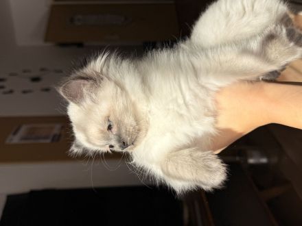 Ragdoll Kitten ohne Stammbaum