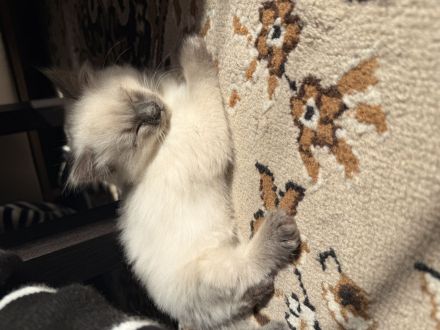 Ragdoll Kitten ohne Stammbaum