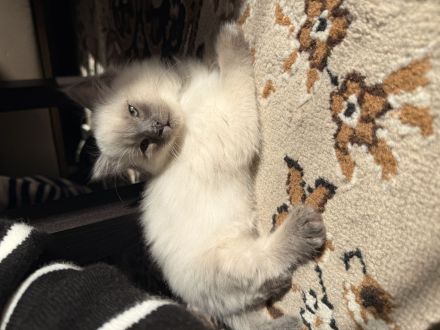 Ragdoll Kitten ohne Stammbaum