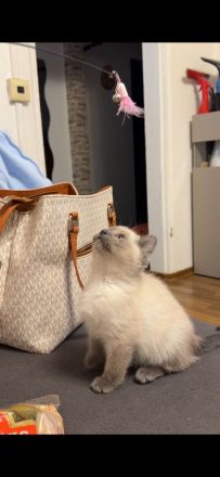 Ragdoll Kitten ohne Stammbaum