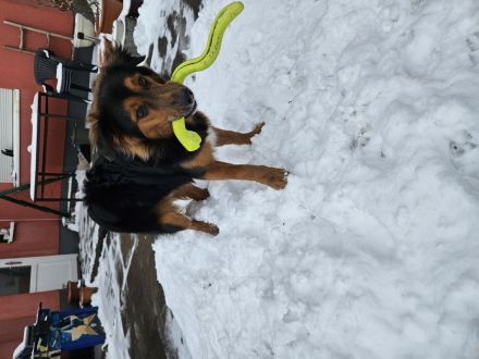 Buddy sucht ein neues Zuhause