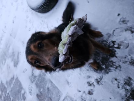 Buddy sucht ein neues Zuhause