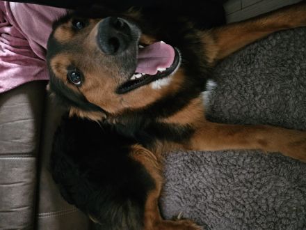 Buddy sucht ein neues Zuhause