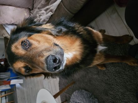 Buddy sucht ein neues Zuhause