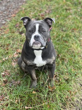 Old English Bulldog Hündin sucht ihre Menschen