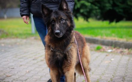 Bildschöner sozialer Athos sucht besonderes Zuhause