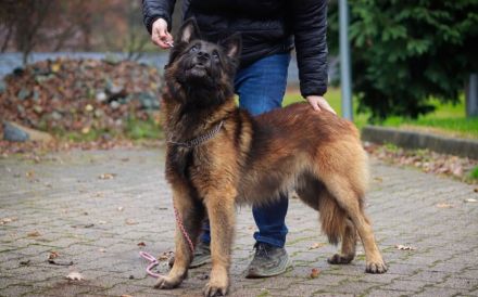 Bildschöner sozialer Athos sucht besonderes Zuhause