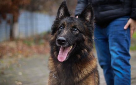 Bildschöner sozialer Athos sucht besonderes Zuhause