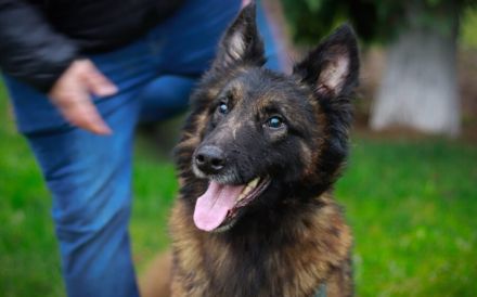 Bildschöner sozialer Athos sucht besonderes Zuhause