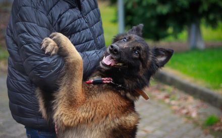 Bildschöner sozialer Athos sucht besonderes Zuhause