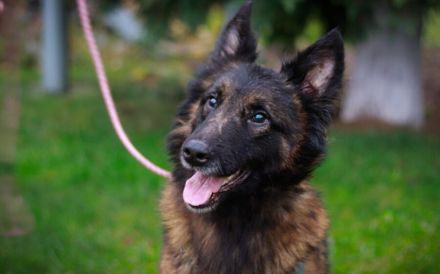 Bildschöner sozialer Athos sucht besonderes Zuhause