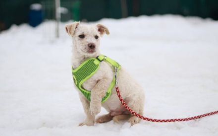 Schneeweißes Hundekind Flöckchen sucht Familienanschluss