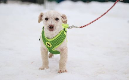 Schneeweißes Hundekind Flöckchen sucht Familienanschluss