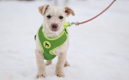 Schneeweißes Hundekind Flöckchen sucht Familienanschluss