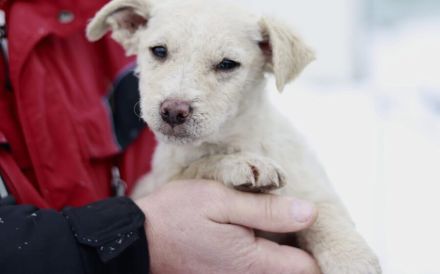 Schneeweißes Hundekind Flöckchen sucht Familienanschluss