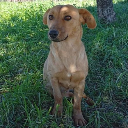 Hündin Nelli / demnächst in einer Pflegestelle in 12359 Berlin