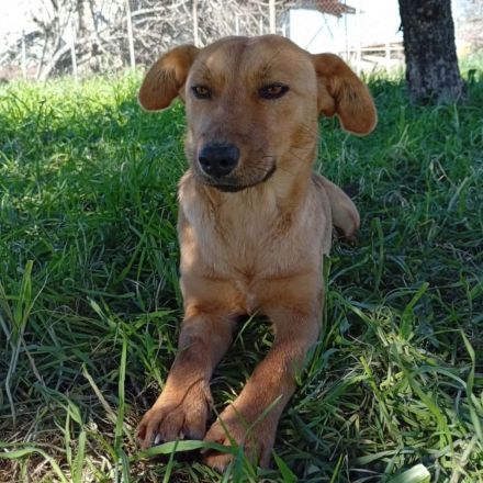 Hündin Nelli / demnächst in einer Pflegestelle in 12359 Berlin