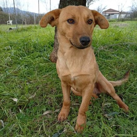 Hündin Nelli / demnächst in einer Pflegestelle in 12359 Berlin