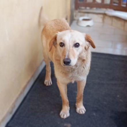 Junghündin Felice / derzeit noch in Griechenland