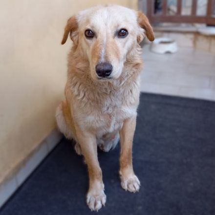 Junghündin Felice / derzeit noch in Griechenland